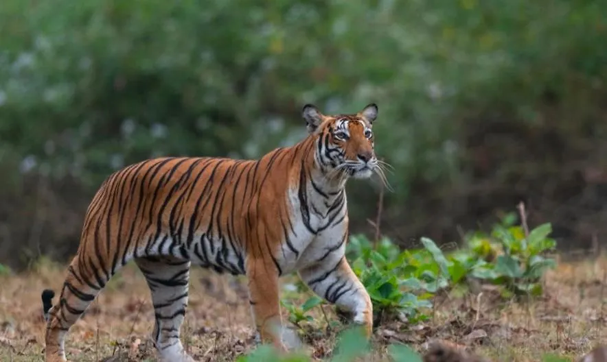 Angels Nest Home Stay 2 Acra Private Plantation Mountain Area Balconey Sunrice View Nearby Ngarhole Wild Life , Tholpetty Wild Life , Pakshipathalam Bird Santuary , Kuruva Island # Thirunelly & Thrissilery Temple Near By Secure Stay Wayanad Kerala Chegāt 인도